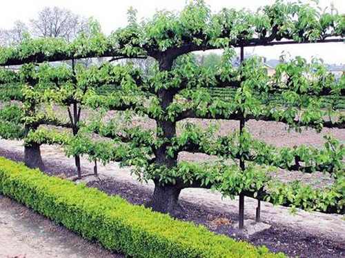 Dancing espalier 3